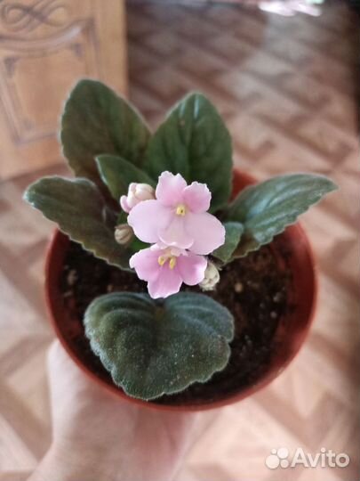 Фиалка цветущая