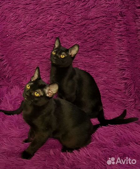 Бомбейская нежность