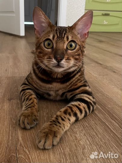 Бенгальский кот вязка