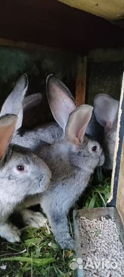 Кролики мясных пород великаны