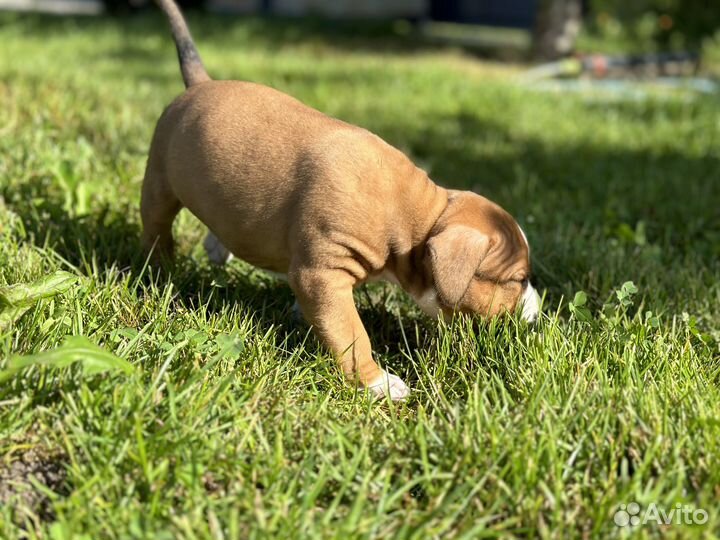 Рыжий американский стаффордширский терьер