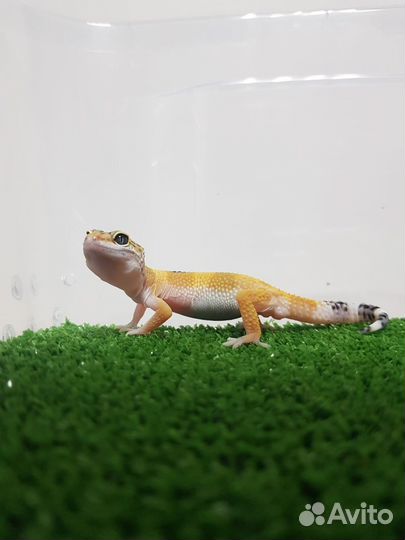 Геккон эублефар. Малыш
