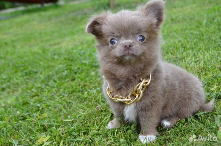 Чудо лиловое