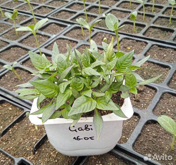 Перец для цицака «Gabi» 20 семян