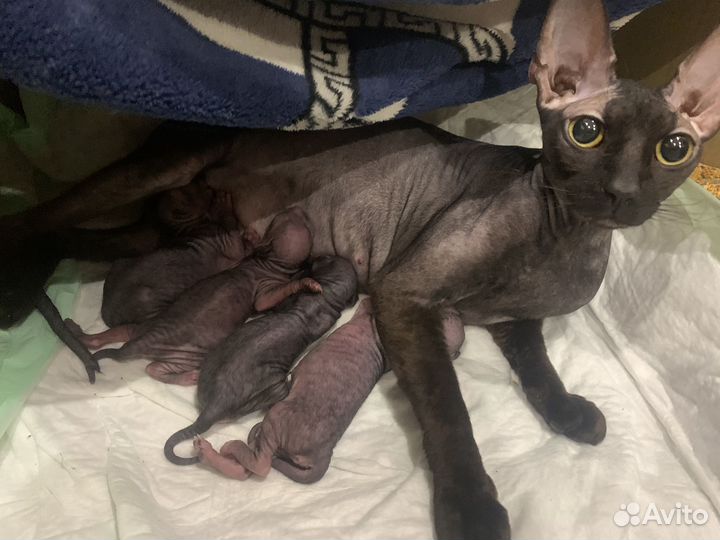 Донской сфинкс велюр котята