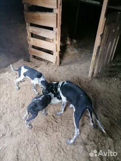 Щенки курцхара