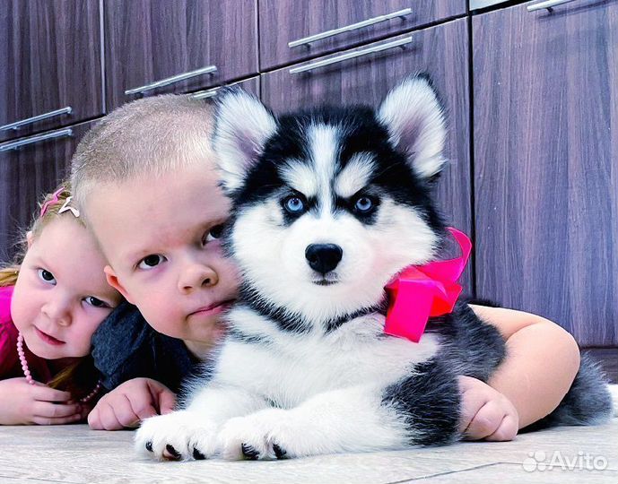 Хаски Чистокровные Толстячки для Вас )