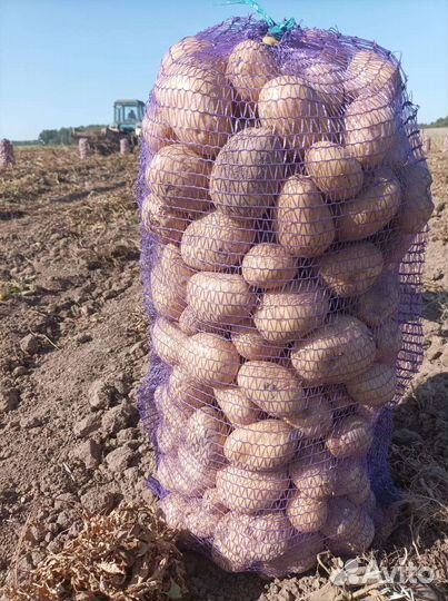 Продам картофель
