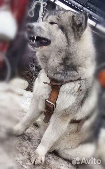 Щенки аляскисы