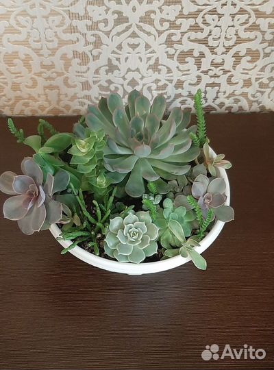 Композиция из суккулентов Суккуленты