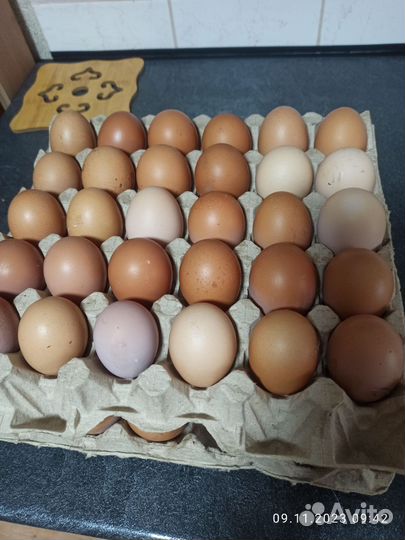 Яйца куриные домашние