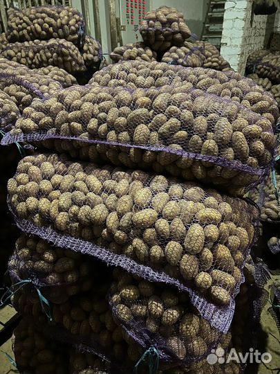 Семенной картофель