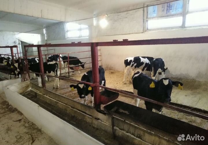 Бычки телята крс