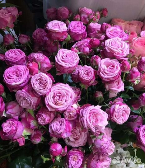 Розы Кустовые