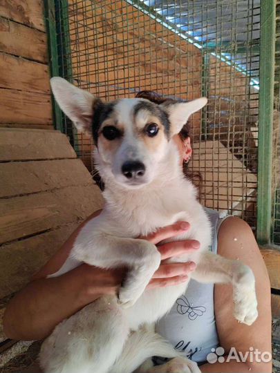 Собака щенок из приюта