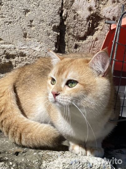 Шотландский золотой кот вязка