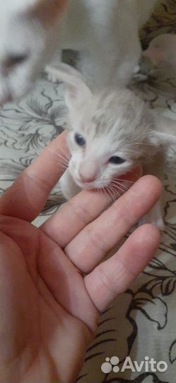 Котята ориенталы краснодар