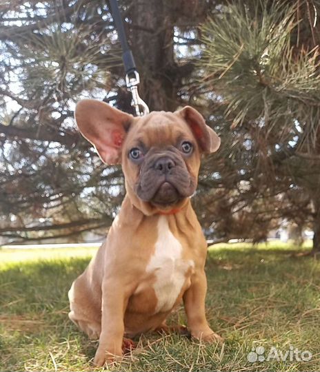 Шикарная малышка