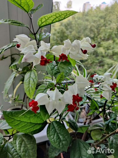 Клеродендрум Томпсон