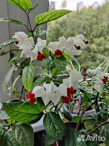 Клеродендрум Томпсон