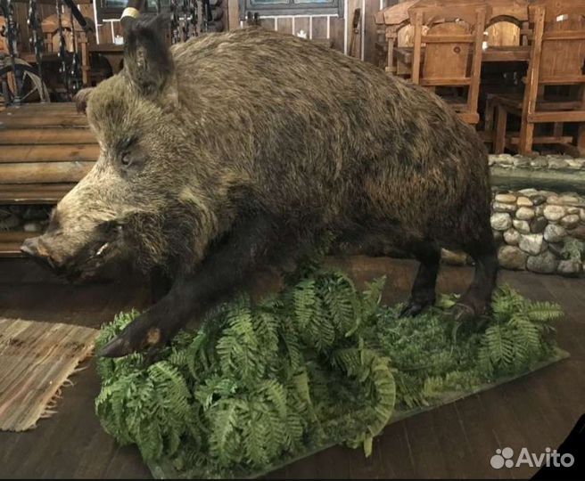 Дикий кабан