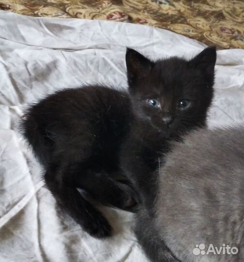Черный котенок