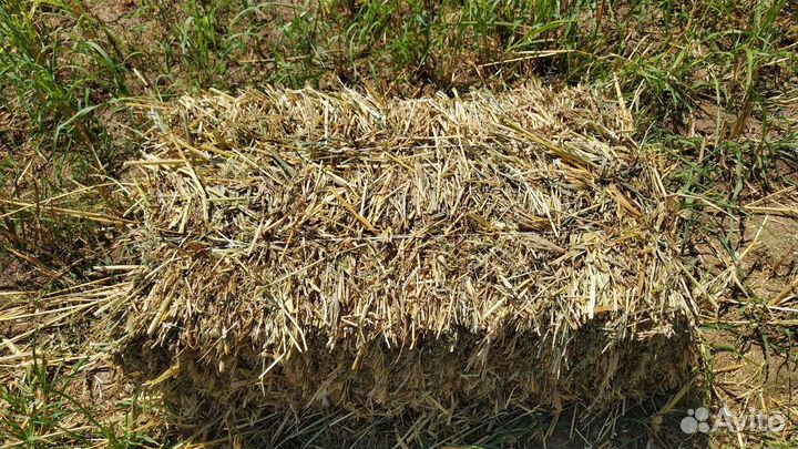 Сено суданка