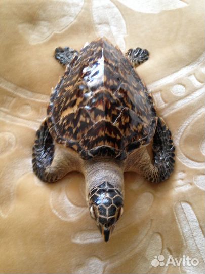 Продам чучело черепахи