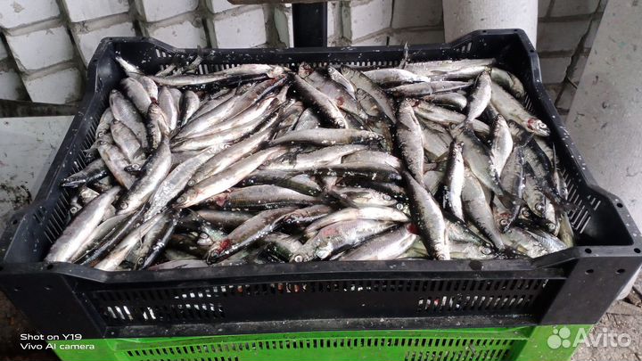 Ряпушка свежая Онежская незамороженая