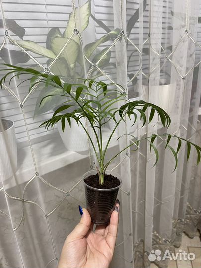 Пальма хамедорея