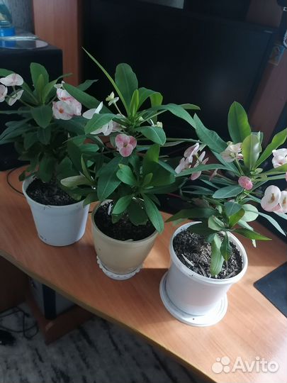 Молочай миля