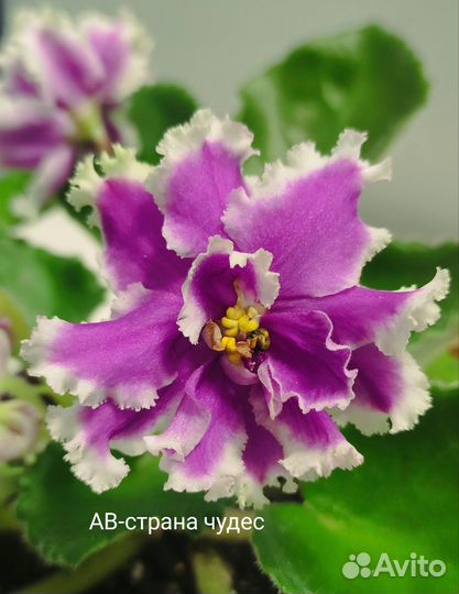 Детки фиалок