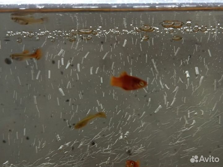 Аквариумные рыбки