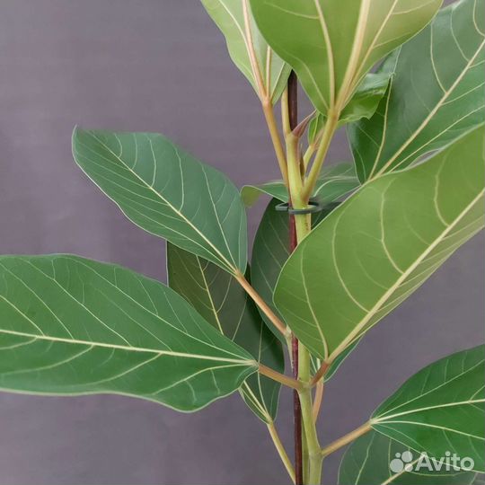 Фикус Комнатные растения Доставка растения