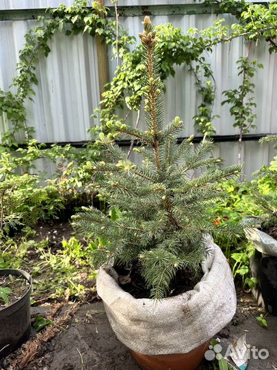 Голубая ель