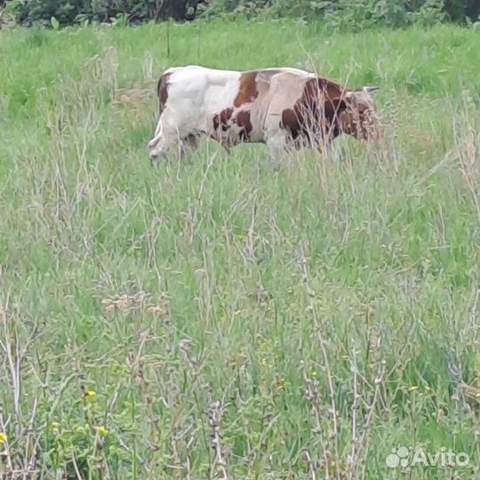 Продажа крс