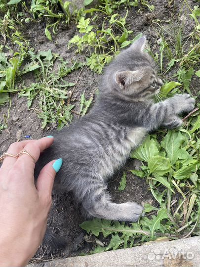 Котенок от британской кошки в добрые руки