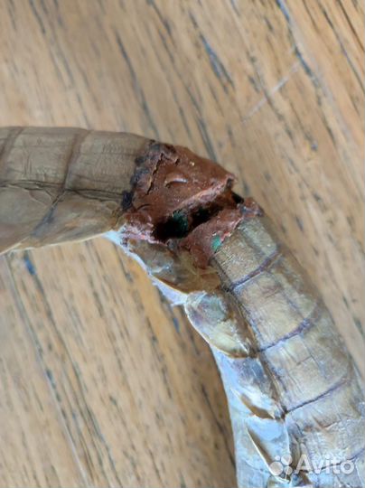 Крокодил чучело