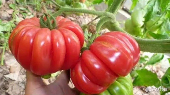 Семена помидор