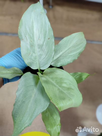 Спатифиллум спилт милк