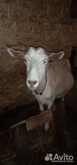 Зааненская коза