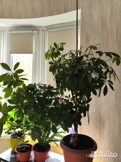 Цветок шефлера