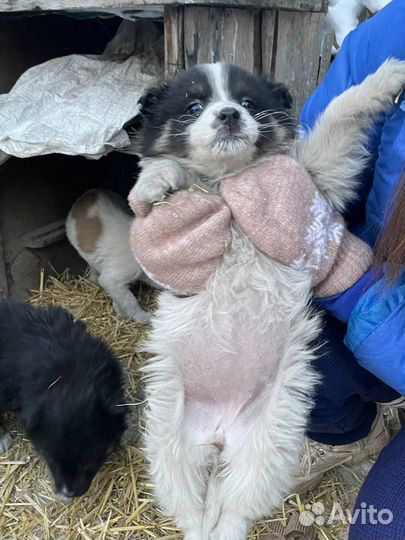 Щенок девочка в добрые руки