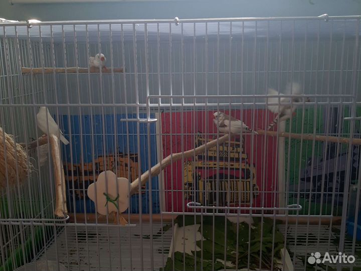 Амадины с клеткой