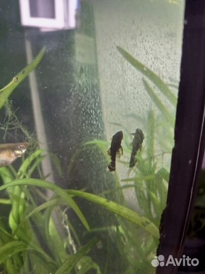 Сомики анциструсы и аквариумные креветки