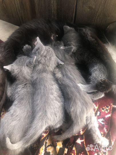 Котята в добрые руки