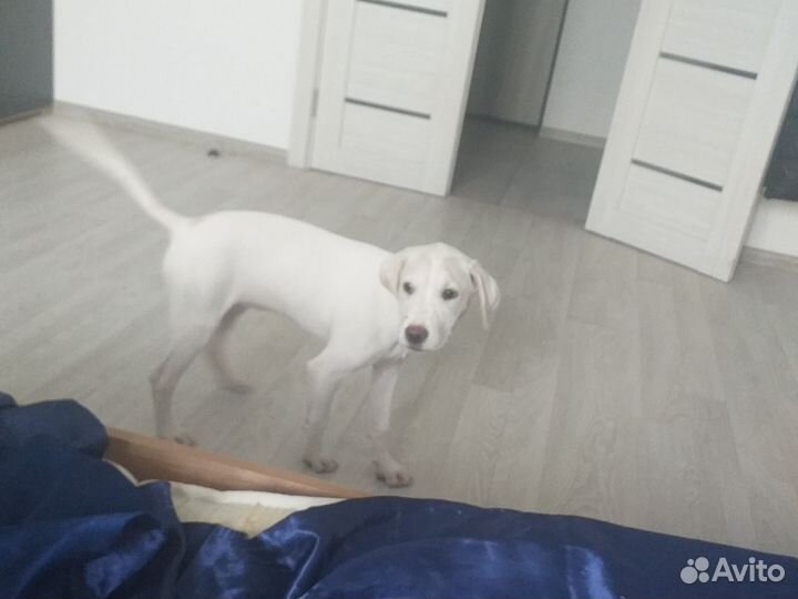 Собака в добрые руки