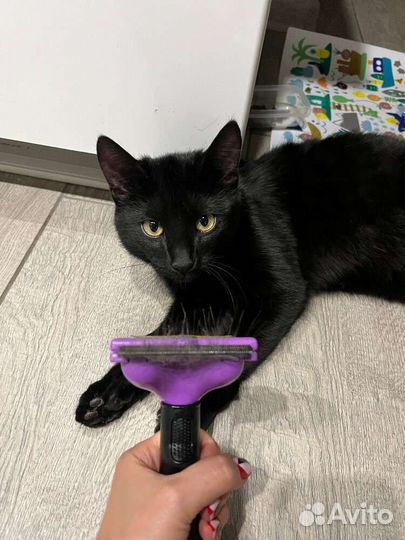 Расческа для животных
