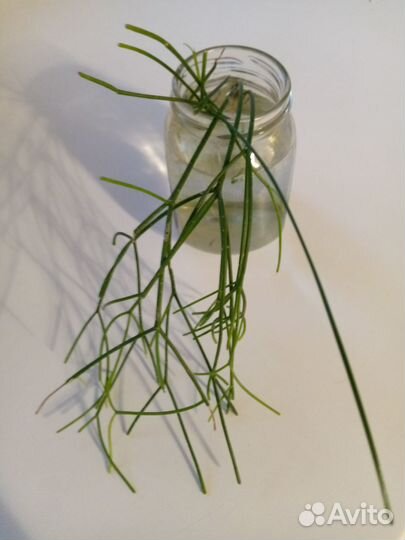 Рипсалис. Первый росток бесплатно