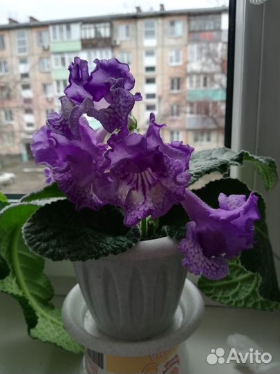Стрептокарпусы и цикломены